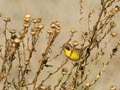 Common Yellow Throat