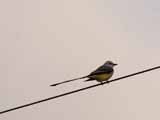 ScissorTailFlyCatcher