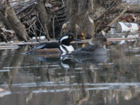 Hooded Merganser