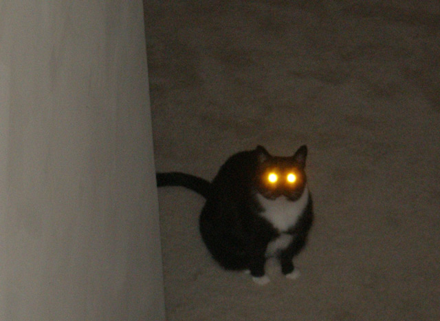 I can haz captionz? I can haz captionz?