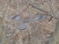 Red Shouldered Hawk in Flight