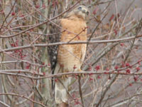 Red Shouldered Hawk